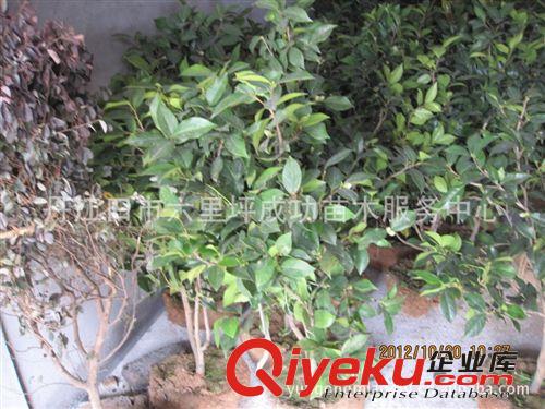 批發(fā)供應(yīng)茶花球60-80公分冠湖北十堰成功苗木 綠化工程用苗茶花原始圖片2