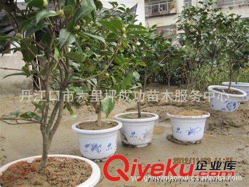 批發(fā)供應(yīng)茶花球60-80公分冠湖北十堰成功苗木 綠化工程用苗茶花原始圖片3