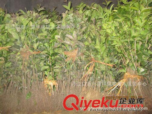 十堰成功苗木批發50-80桂花苗/桂花樹苗/基地直銷原始圖片2