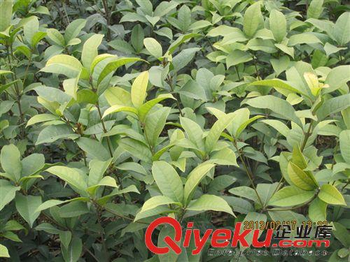 十堰成功苗木批發50-80桂花苗/桂花樹苗/基地直銷原始圖片3