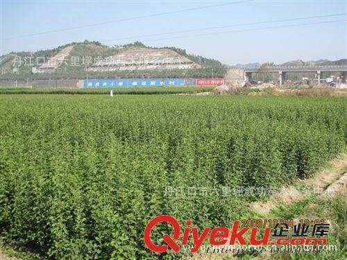 供應十堰成功苗木2年生木瓜苗，占地用苗，木瓜樹苗原始圖片2