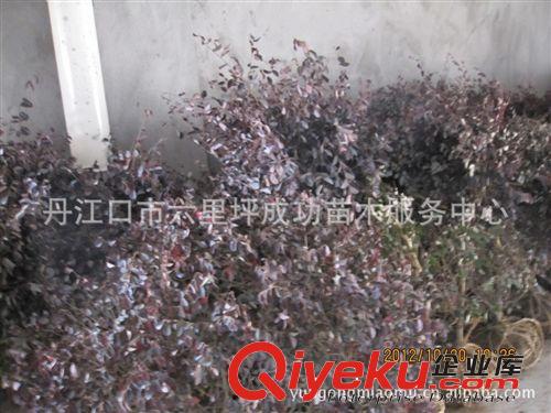 批發供應十堰成功苗木（80-1米冠）紅繼木球 紅繼木綠化工程用苗