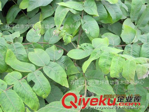 供應十堰成功苗木嫁接核桃苗核桃樹苗原始圖片2