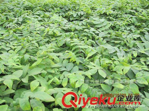 供應十堰成功苗木嫁接核桃苗核桃樹苗原始圖片3