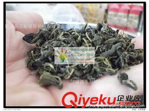 直銷銀杏嫩芽茶保健茶（利于大腦微循環(huán) 調(diào)節(jié)人體血壓血脂）