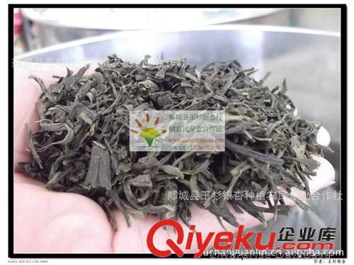 供應(yīng)當(dāng)年采摘銀杏葉茶（銀杏嫩芽 純手工炒制 去毒 綠色工藝 ）