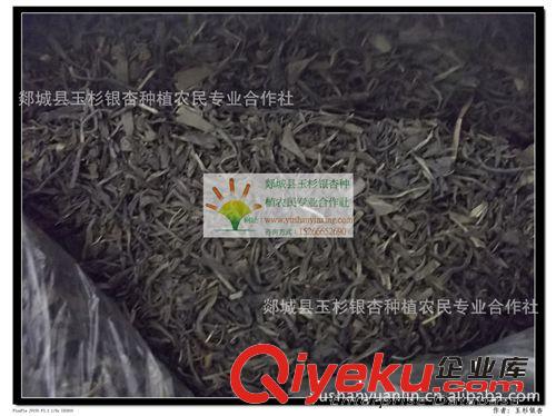 供應(yīng)當(dāng)年采摘銀杏葉茶（銀杏嫩芽 純手工炒制 去毒 綠色工藝 ）