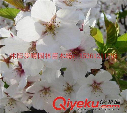 基地櫻花小苗 大量批發(fā)櫻花小苗 日本櫻花 晚櫻  櫻花樹等