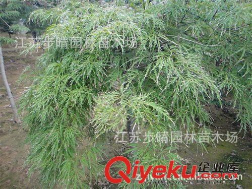 基地紫竹種植技術(shù) 江蘇基地紫竹批發(fā)