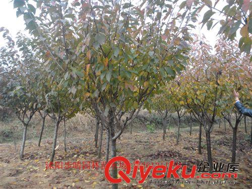 櫻花  櫻花批發   日本櫻花 晚櫻  工程苗原始圖片3