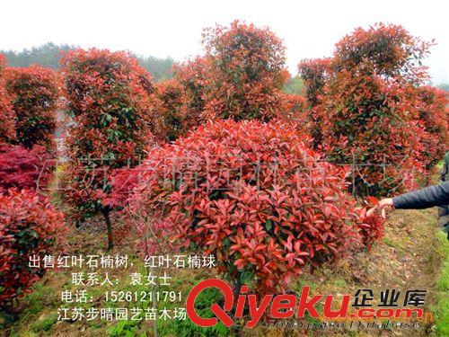 供應海桐球  海桐球批發(fā)  海桐苗工程苗等原始圖片3