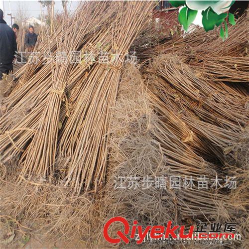 供應攀援植物爬山虎  凌霄等批發 江蘇步晴苗木場。