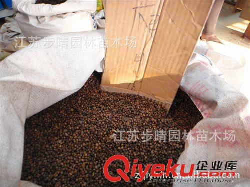 廠家直銷室內(nèi)gd盆栽花卉盆景 巴西木 各種室內(nèi)盆景批發(fā)量大從優(yōu)