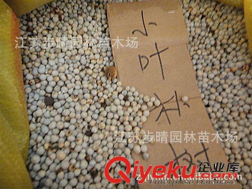 公司出售【爬山虎】花卉種子，樹木種子等各種林木種子批發原始圖片2