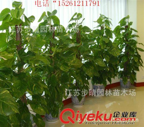 廠家批發盆栽花卉盆景 水培綠蘿盆栽規格種類多 防輻射量大從優原始圖片3
