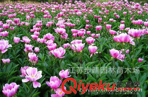基地批優質牡丹花 芍藥花  品種月季花 盆栽花卉 花卉種子等原始圖片3