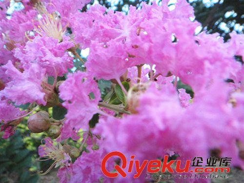 【專(zhuān)業(yè)供應(yīng)】百日紅 叢生紅花紫薇 大小規(guī)格齊全|紅花紫薇苗原始圖片2