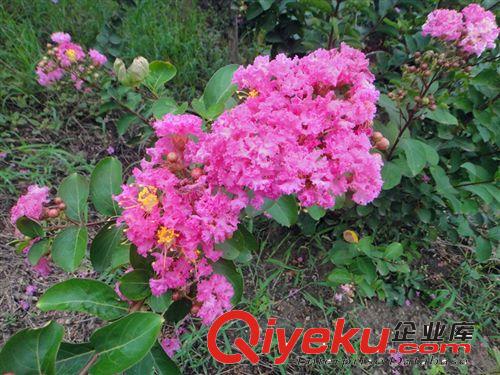 【專(zhuān)業(yè)供應(yīng)】百日紅 叢生紅花紫薇 大小規(guī)格齊全|紅花紫薇苗原始圖片3