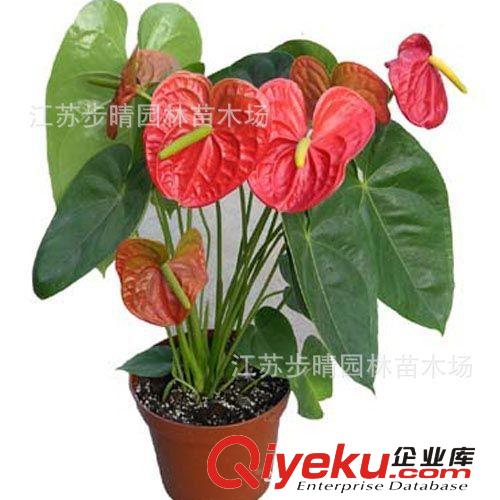 廠家直銷優(yōu)質(zhì)紅掌盆景室內(nèi)植物花卉盆景凈化空氣防輻射低價批發(fā)