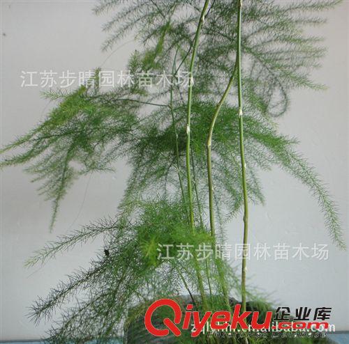 供應(yīng)盆栽植物 散尾葵大型觀葉綠植無土栽培花卉四季常青 低價批發(fā)