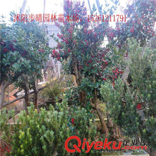 基地直銷供應(yīng) 庭院綠化工程苗 紅花繼木小苗 盆栽批發(fā)原始圖片2