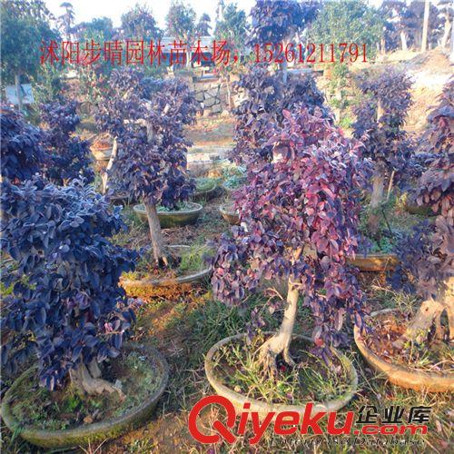 基地直銷供應(yīng) 庭院綠化工程苗 紅花繼木小苗 盆栽批發(fā)原始圖片3