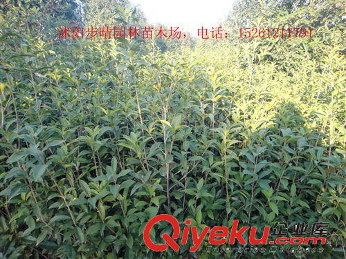 優(yōu)質(zhì)桂花樹月月桂 九子桂 八月桂 九子桂 桂花小苗等