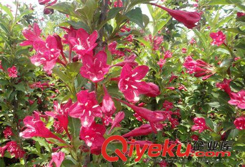 供應(yīng)【紅王子錦帶 錦帶花】等批發(fā)原始圖片2
