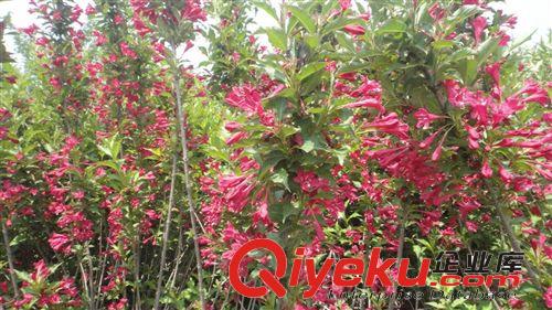 供應(yīng)【紅王子錦帶 錦帶花】等批發(fā)原始圖片3