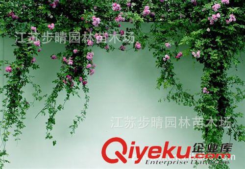供應(yīng)藤本多花月季 粉美人月季 等批發(fā)原始圖片2