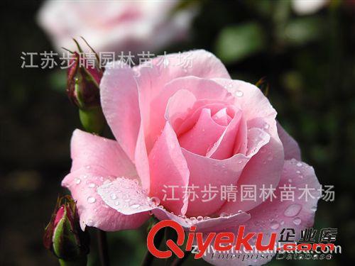 供應(yīng)藤本多花月季 粉美人月季 等批發(fā)原始圖片3