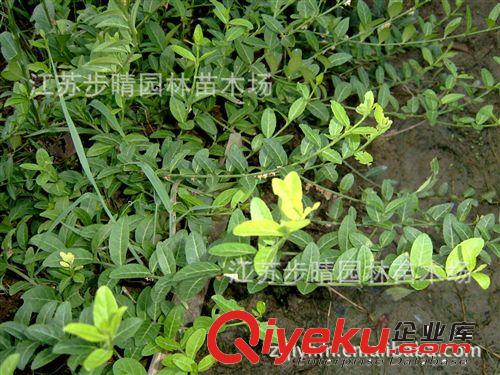 產(chǎn)地直銷藤本植物 小葉扶芳藤小苗  量大優(yōu)惠  價格從優(yōu)