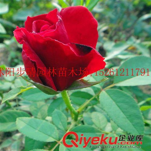 供應(yīng)大花月季  紅雙喜月季  薔薇等觀賞花卉  盆栽月季原始圖片3