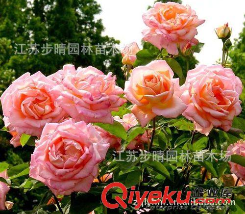 低價批發(fā)藤本多花月季【粉美人月季】黑美人  薔薇花等。原始圖片2