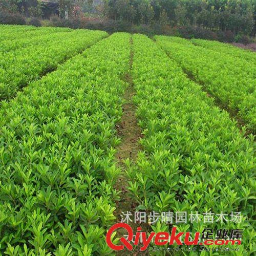 出售優(yōu)質(zhì)室內(nèi)觀葉植物羅漢松(本地種)種苗 花卉苗木批發(fā)原始圖片2
