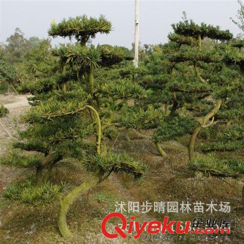 出售優(yōu)質(zhì)室內(nèi)觀葉植物羅漢松(本地種)種苗 花卉苗木批發(fā)原始圖片3