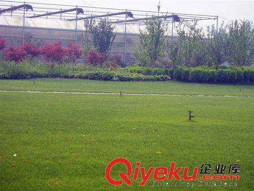 基地tj批發(fā) 高羊茅種子 做草坪優(yōu)質(zhì)tr無污染原始圖片2