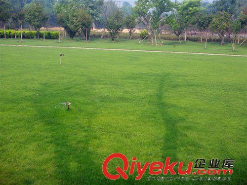 基地tj批發(fā) 高羊茅種子 做草坪優(yōu)質(zhì)tr無污染原始圖片3