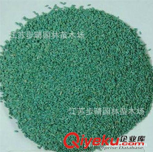 基地批發(fā)【狗牙根】高羊茅 百慕大草坪草種子批發(fā)