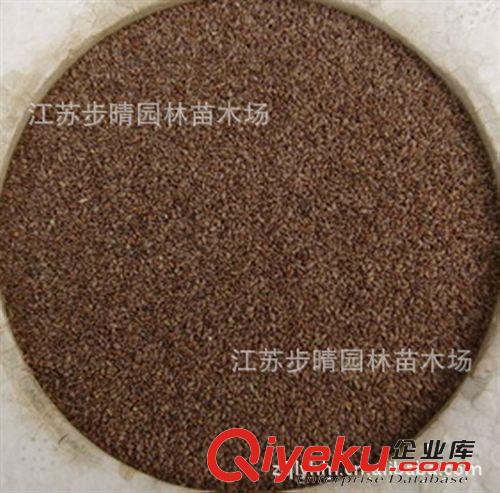 大量批發(fā)脫殼狗牙根種子 早熟禾種子  狗牙根護坡種子沭陽苗原始圖片2