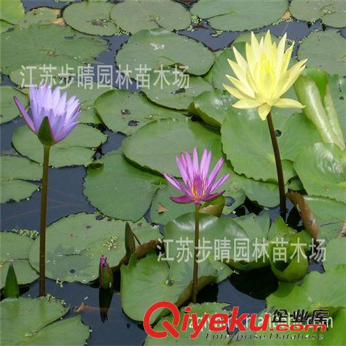 批發(fā)水生植物 各種水生植物芡實(shí)小苗 價(jià)格低廉 歡迎選購