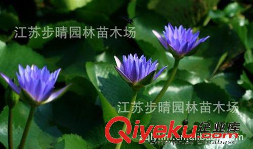 批發(fā)水生植物 各種水生植物芡實(shí)小苗 價(jià)格低廉 歡迎選購