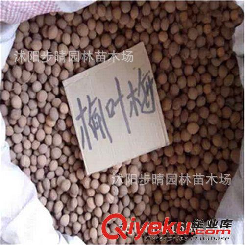 基地批發(fā)優(yōu)質(zhì)天然 林木種子 花卉種子 榆葉梅種子 梅花種子原始圖片2