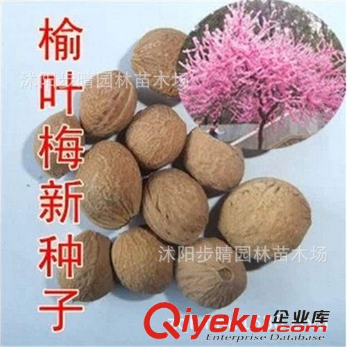 基地批發(fā)優(yōu)質(zhì)天然 林木種子 花卉種子 榆葉梅種子 梅花種子原始圖片3