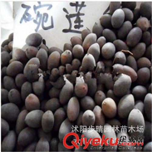 基地批發(fā)優(yōu)質(zhì)天然 林木種子 花卉種子 榆葉梅種子 梅花種子