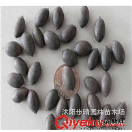 出售新采收 高發(fā)芽率 碗蓮種子 特價(jià)批發(fā)量大從優(yōu) 種類多原始圖片2