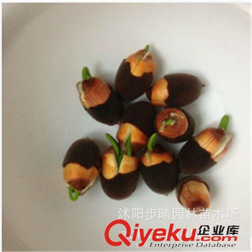 出售新采收 高發(fā)芽率 碗蓮種子 特價(jià)批發(fā)量大從優(yōu) 種類多原始圖片3