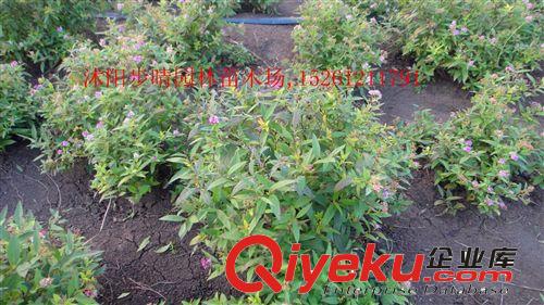 出售新采收 高發(fā)芽率 碗蓮種子 特價(jià)批發(fā)量大從優(yōu) 種類多