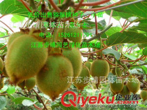 公司黃山欒樹種子批發(fā) 花卉種植 林木種子 綠化草坪種子等