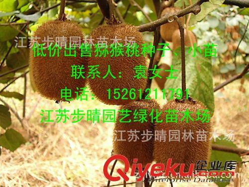 出售【mh桃苗】mh桃種子  櫻桃苗 葡萄苗等各種果樹苗批發(fā)原始圖片2
